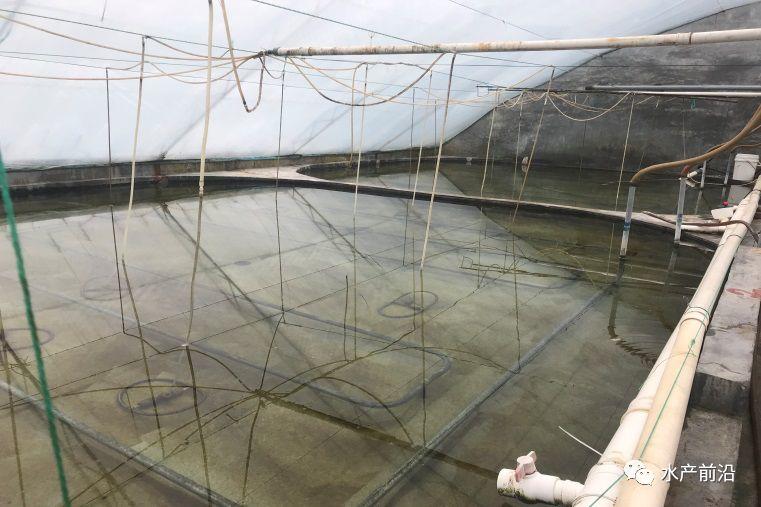 出蝦27斤/立方,連續三造成功后,工廠化養蝦在他看來并不難! 出蝦27斤/立方,連續三造成功后,工廠化養蝦在他看來并不難!