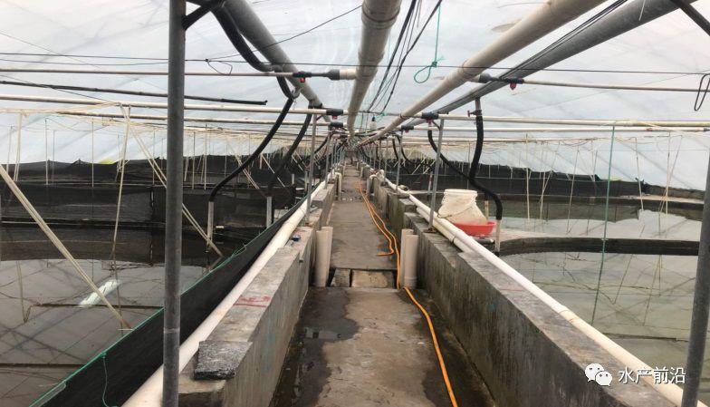 出蝦27斤/立方,連續三造成功后,工廠化養蝦在他看來并不難! 出蝦27斤/立方,連續三造成功后,工廠化養蝦在他看來并不難!